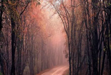 全自动白嫖教程，1分钱买买买！青龙面板搭建，京东自动薅羊毛，签到领京豆 自动农场浇水 京东自动获取cookie软件傻瓜教程 备份还原 开源免费